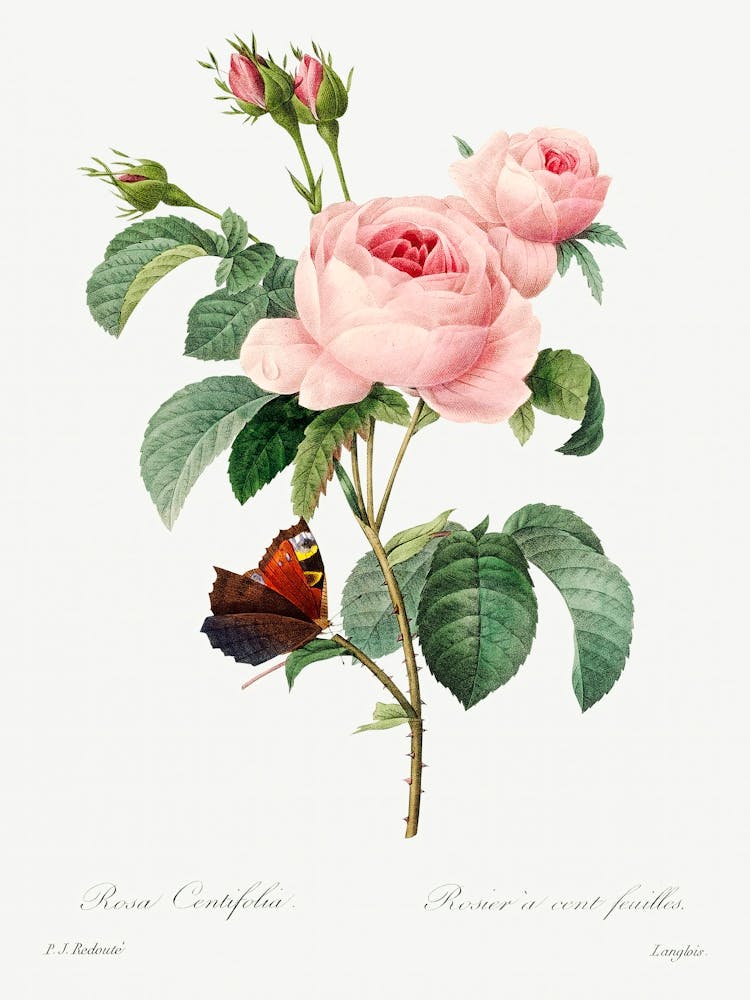 Cabbage Rose, Pierre Joseph Redoute (2)
