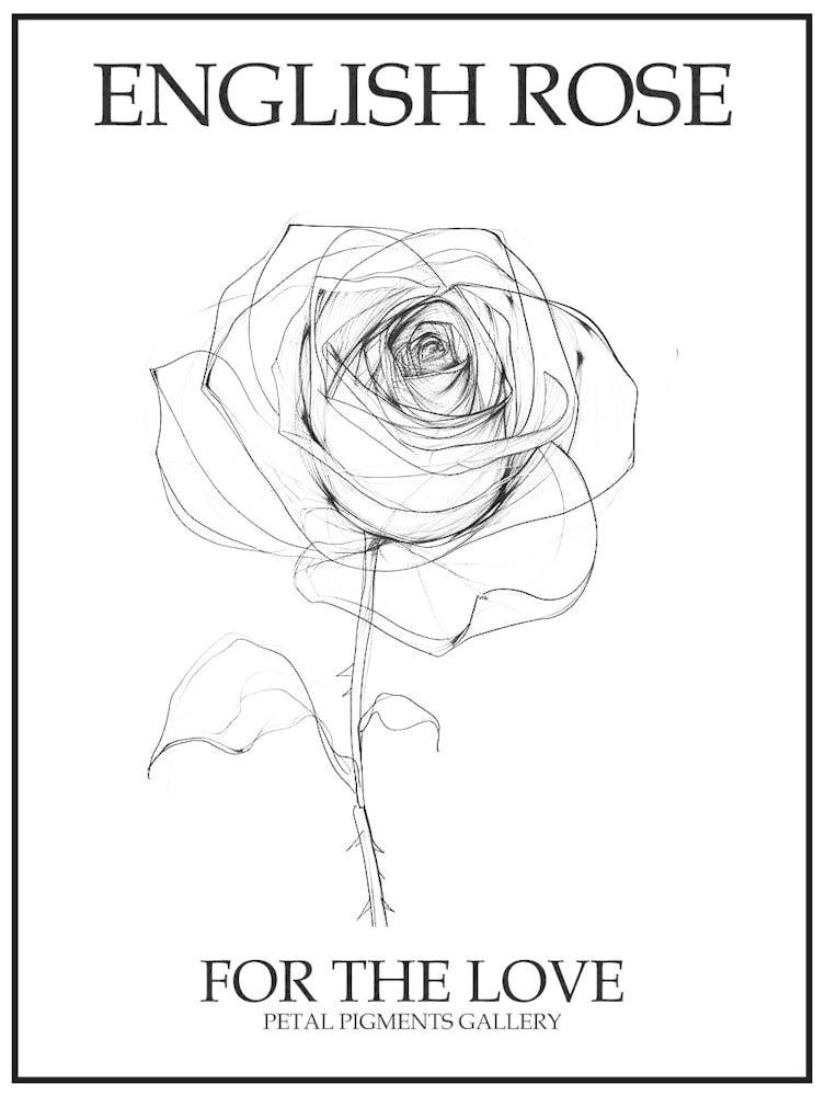 English Rose Black And White Line Drawing 3 Poster