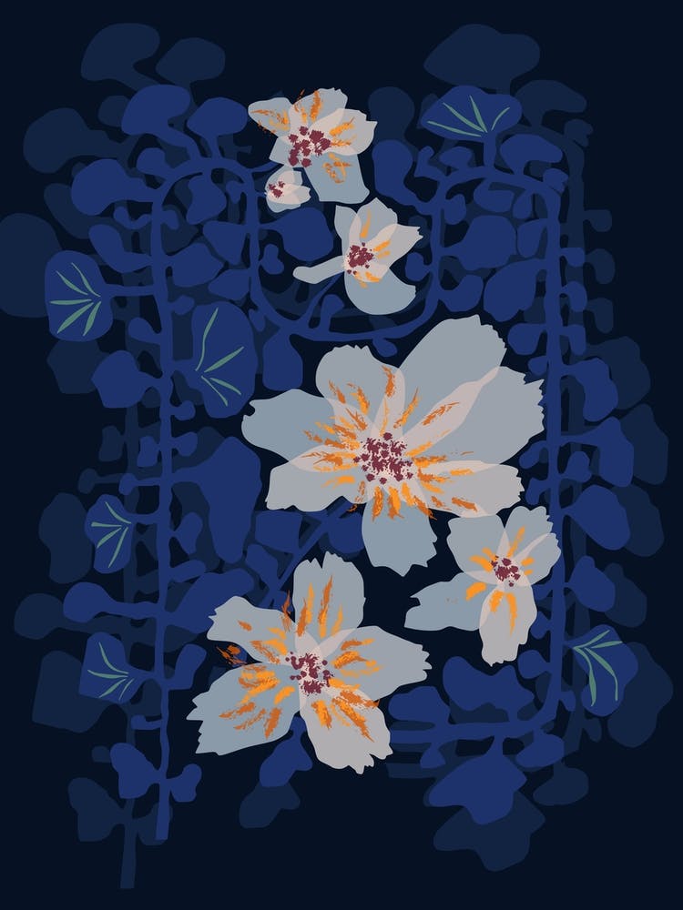 Orchids Shadow Blue Notes