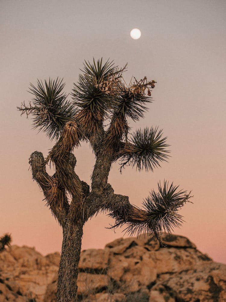 Desert Night