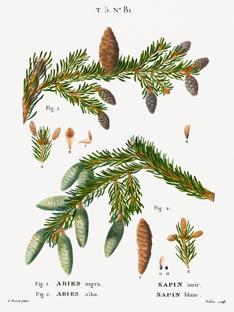 Black Spruce, Pierre Joseph Redoute