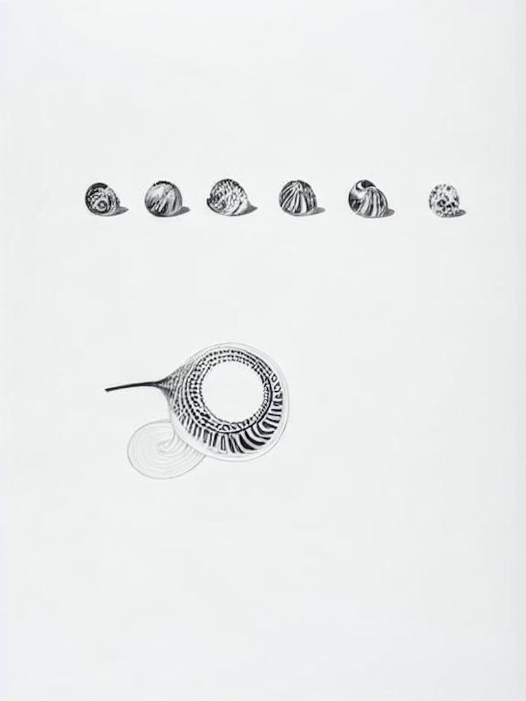 Sea Snails Black & White Drawing