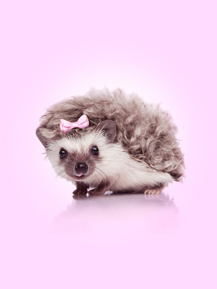 Kurviger Igel