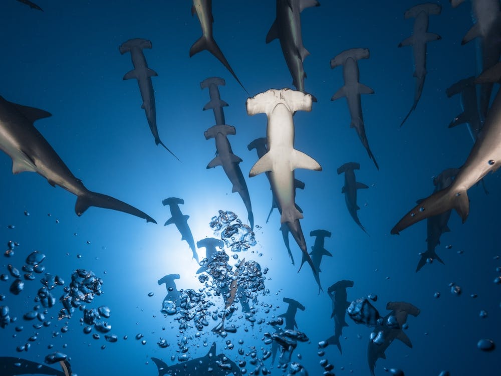 Hammerhead Shark
