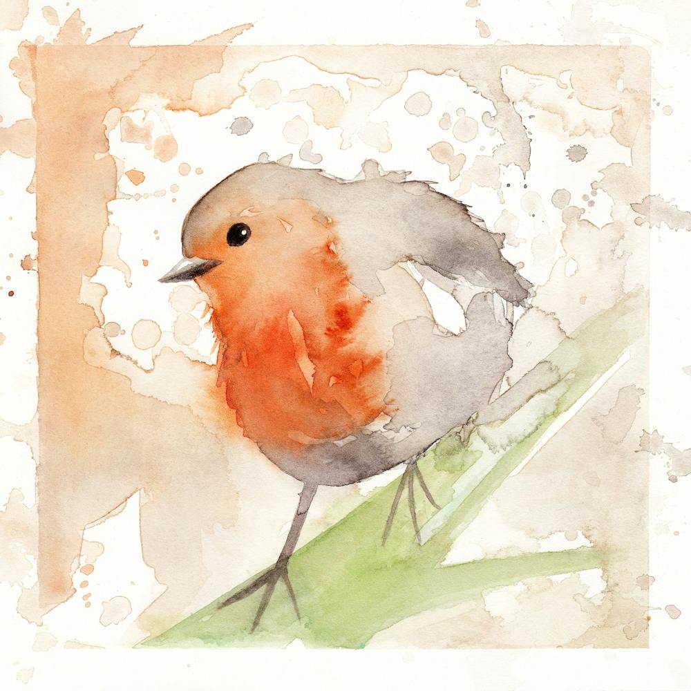 Robin Bird 3