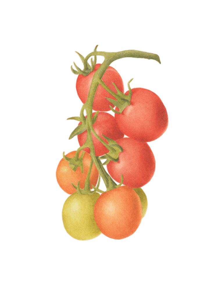 Cherry Tomato