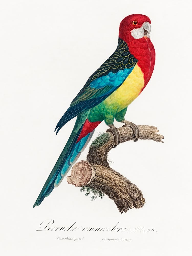The Eastern Rosella,From Natural History Of Parrots, Francois Levaillant