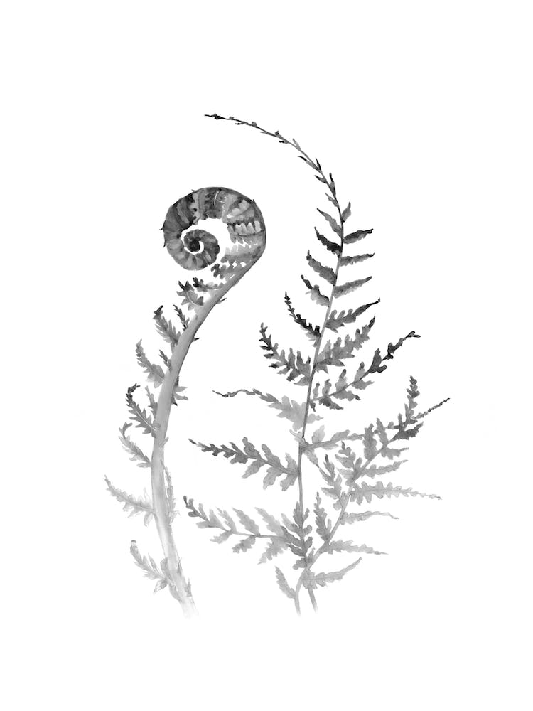 Black and White Young Fern B