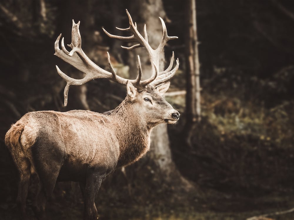 Cerf Dans La Forêt