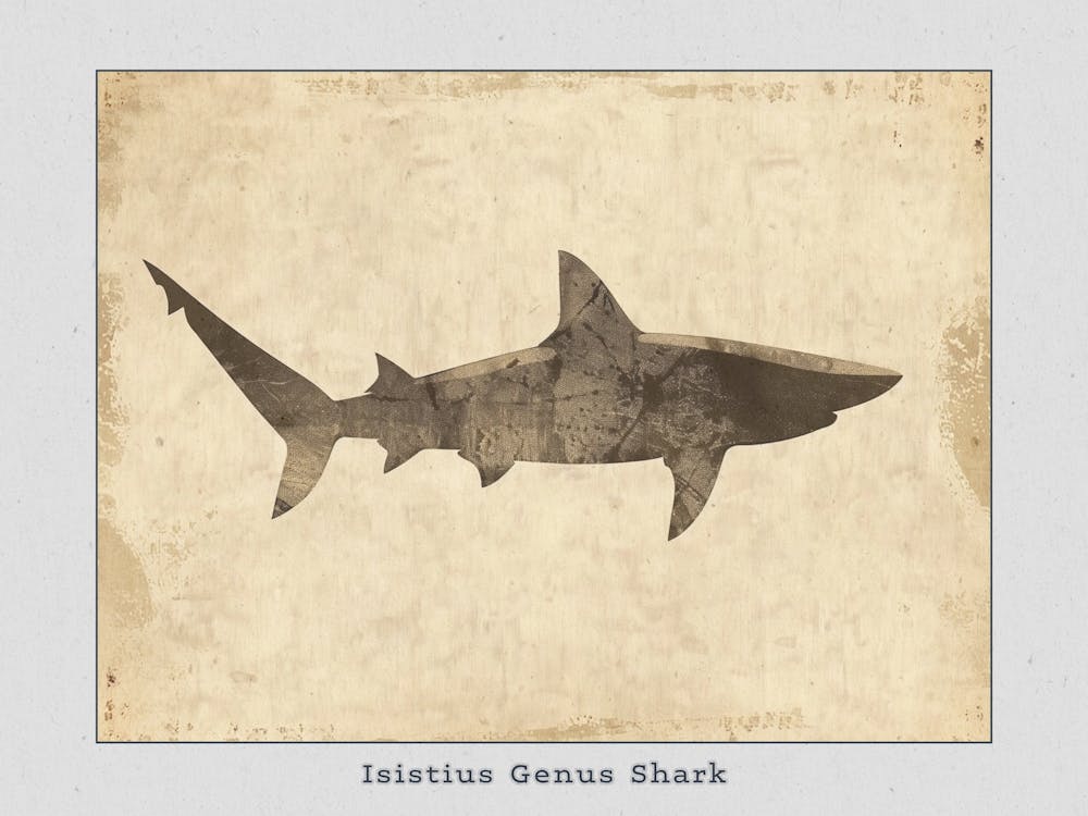 Isistius Genus Shark Silhouette 1 Poster