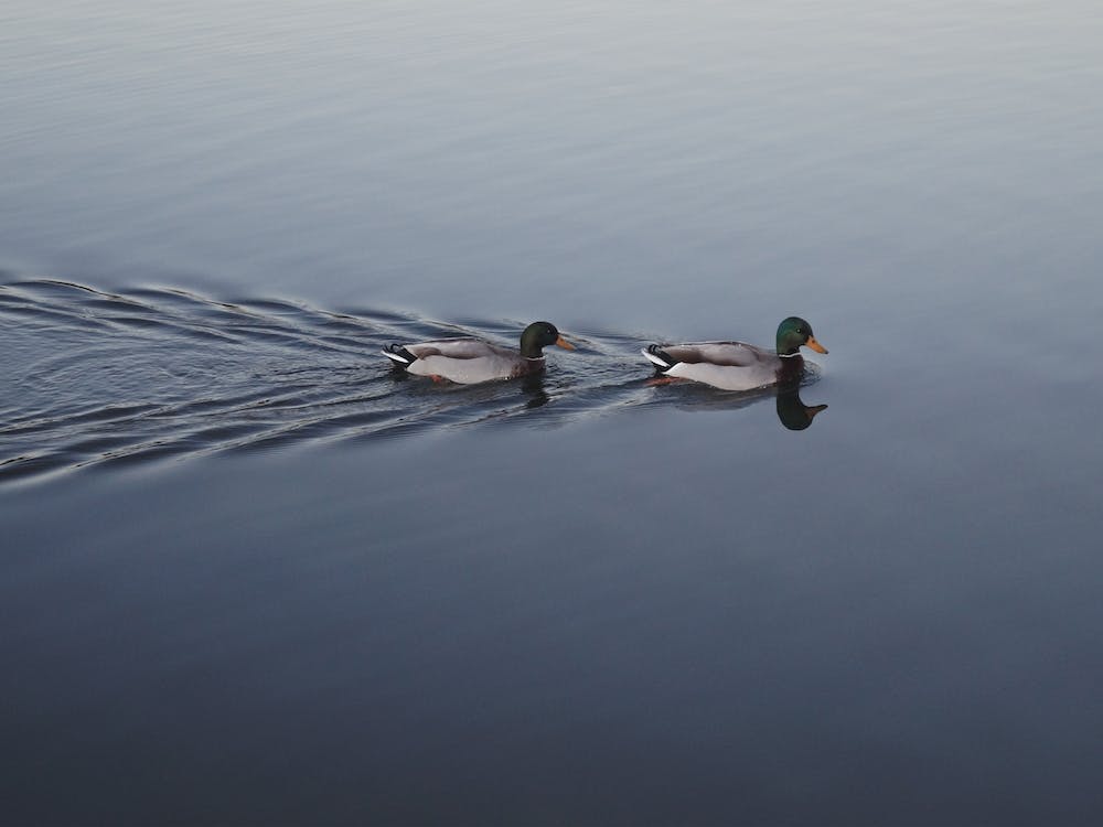 Ducks Swimming