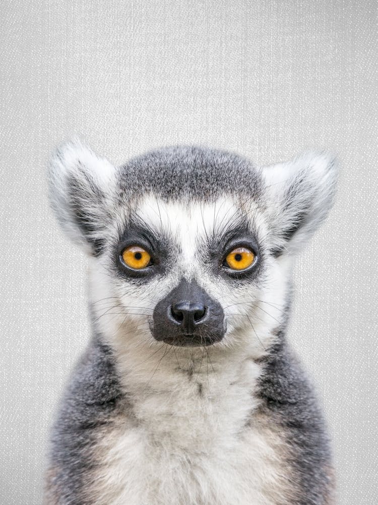 Lemur