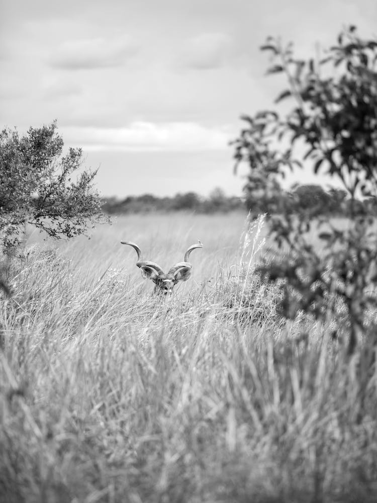 Kudu