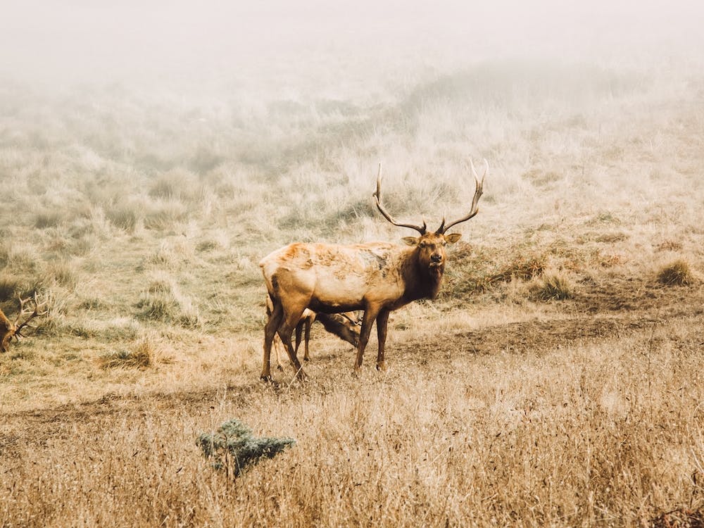 Elk On Hillside