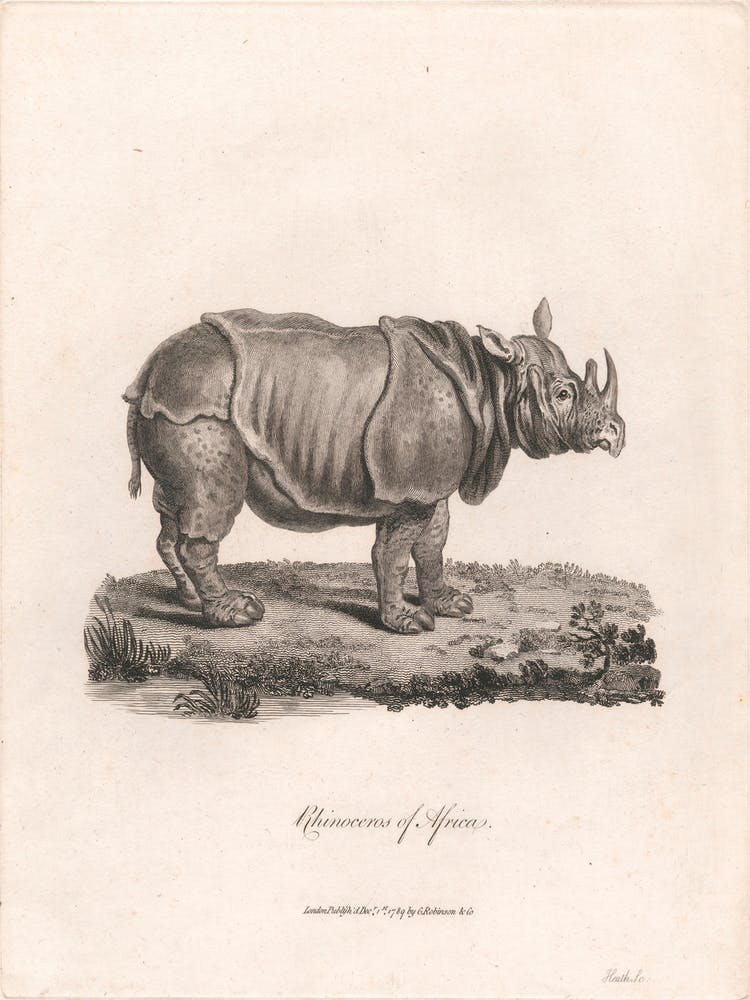 Rhinoceros Of Africa, James Heath