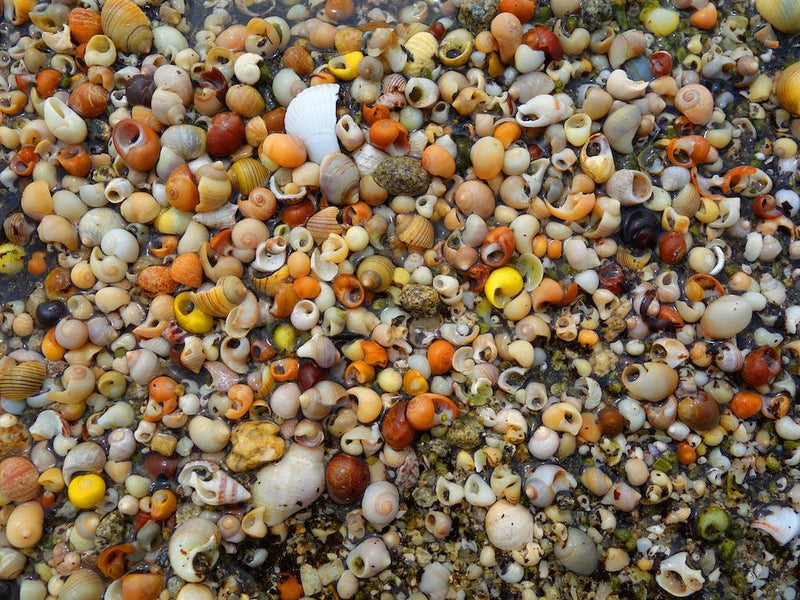 Shells On The Beach