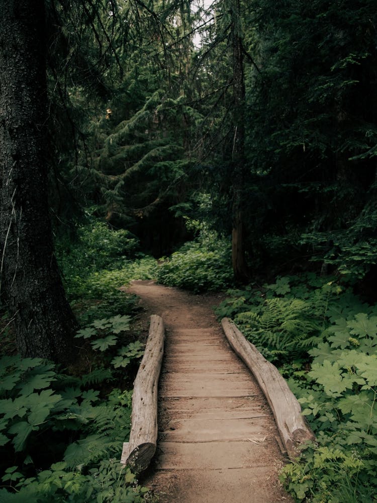 Green Forested Pathway