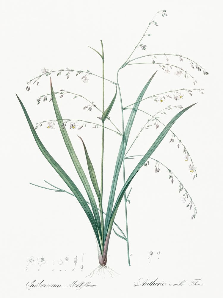 Pale Vanilla Lily Illustration From Les Liliacées (1805), Pierre Joseph Redoute 1