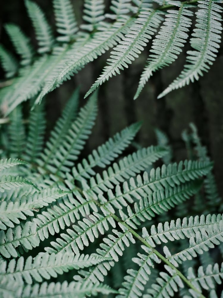 Soft Green Leaves Of A Fern // Nature Photography 1