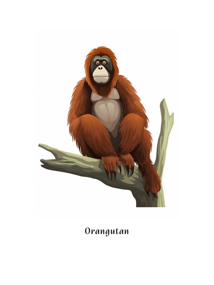 Orangutan Kids Animal Poster
