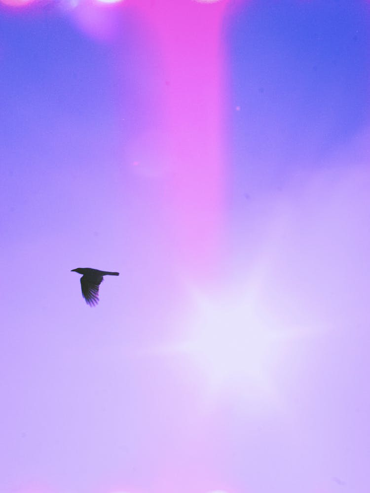 Bird In The Sky