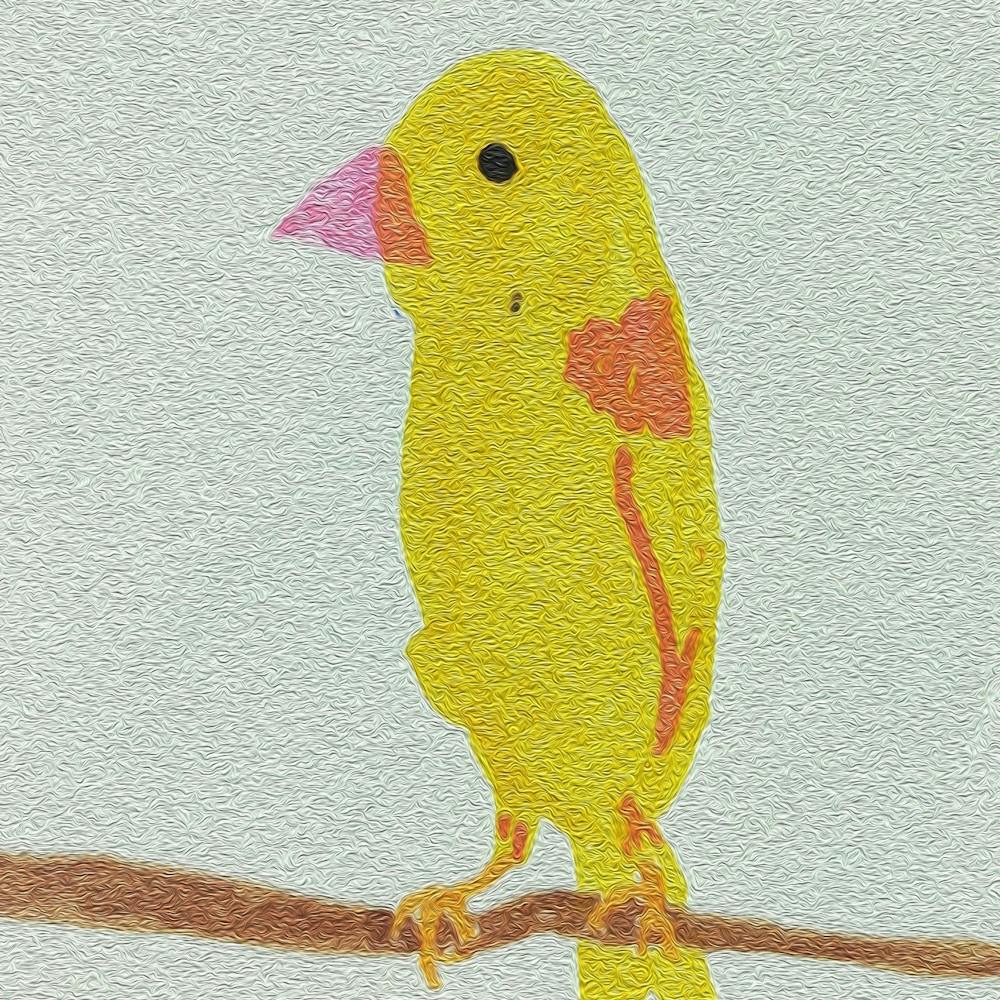 Yellow Finch 1