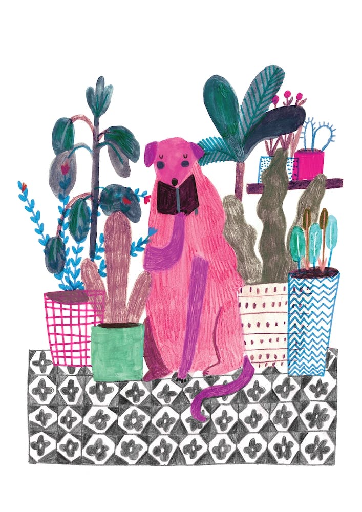 Rosa Hund