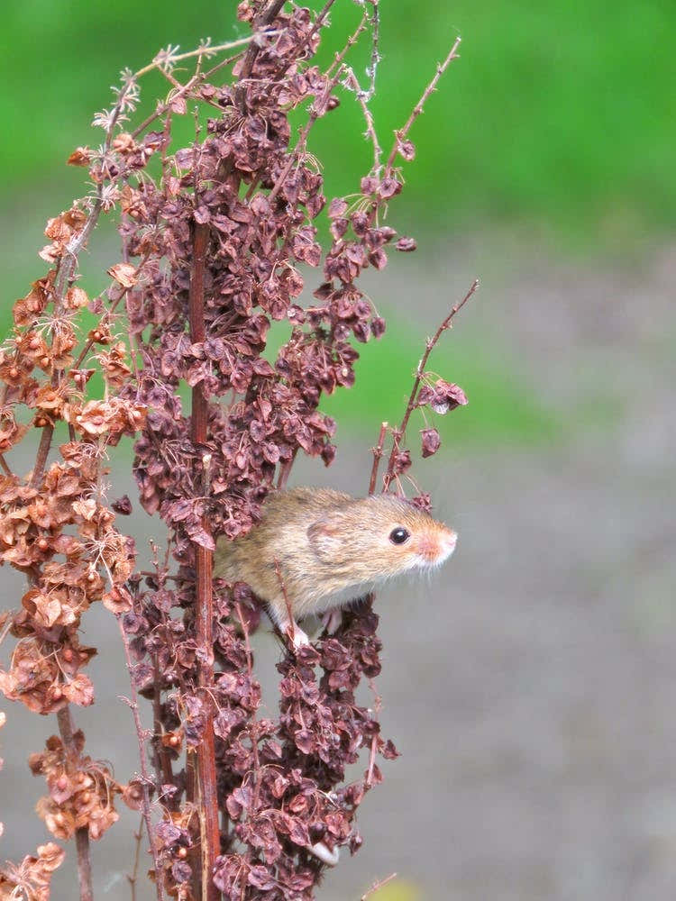 Field mouse on pink branch
