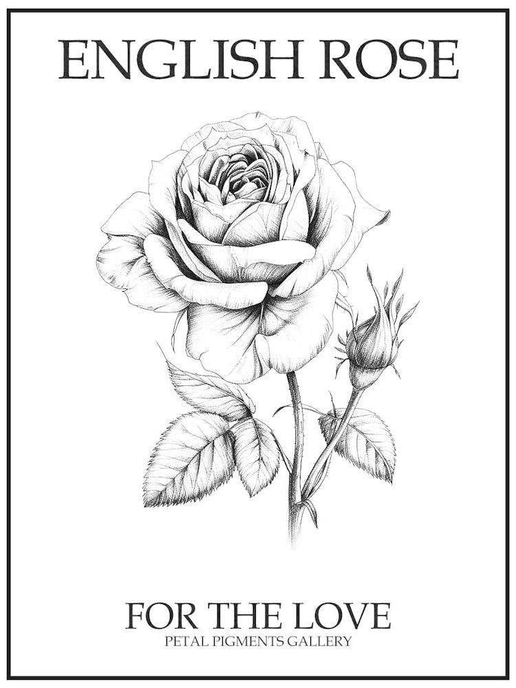 English Rose Black And White Line Drawing 8 Poster