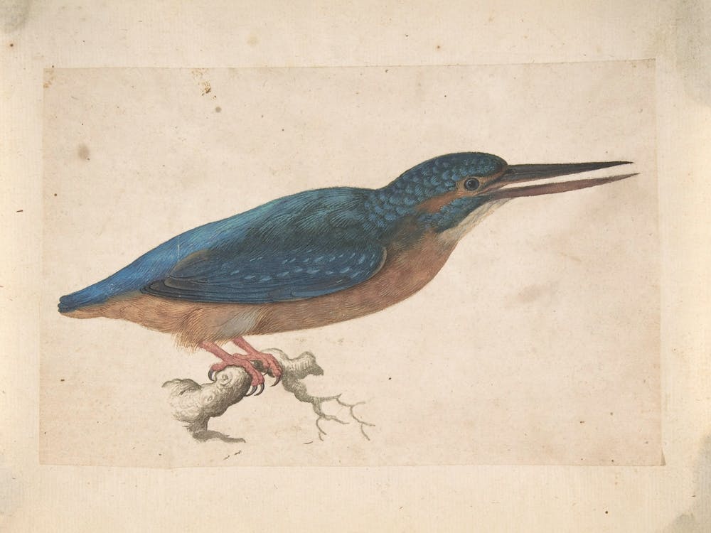 Kingfisher Vintage Painting