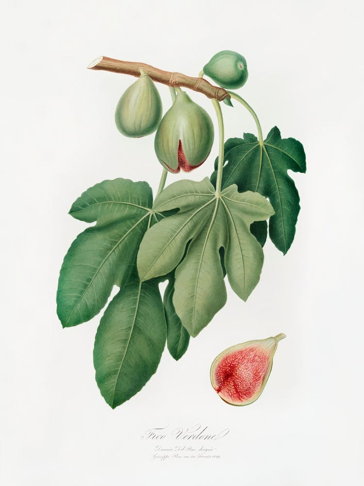 Fig (Ficus Carica) From Pomona Italiana (1817 - 1839), Giorgio Gallesio