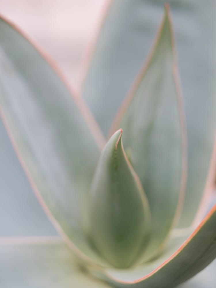 Botanic Swirl