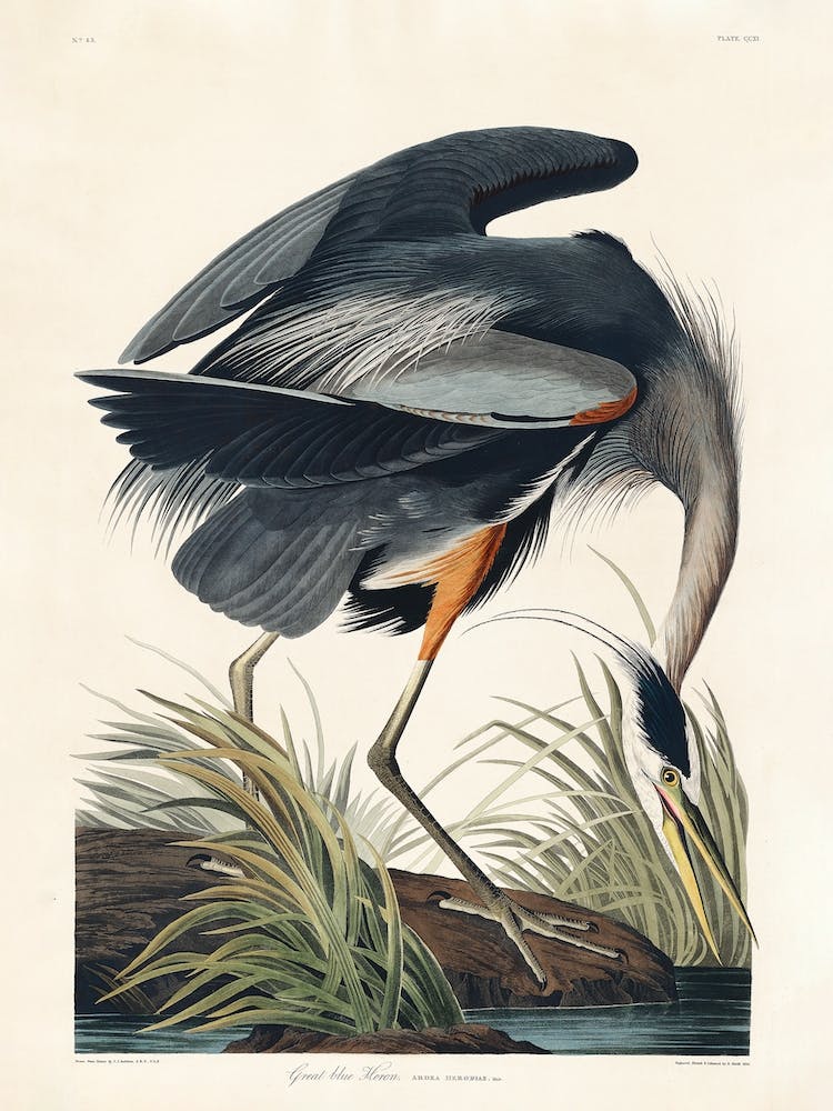 Great Blue Heron, Birds Of America, John James Audubon
