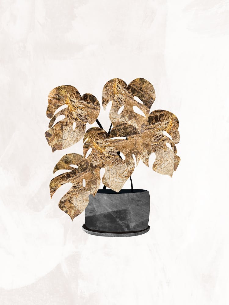 Gold Leaf Plant
