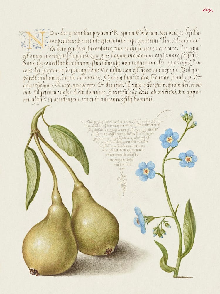 Pear And Creeping Forget Me Not From Mira Calligraphiae Monumenta, Joris Hoefnagel