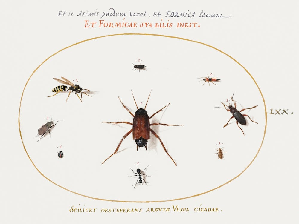A Roach Surrounded By Insects, Joris Hoefnagel