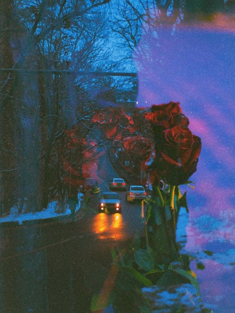 Roses In The Snow