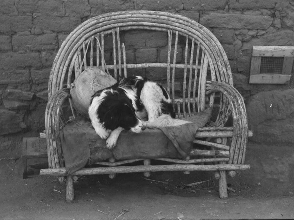 Dog On Settee In Front Of Farmhouse, Concho, Arizona By Russell Lee
