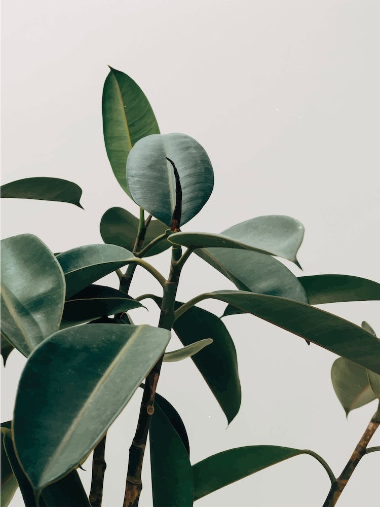 Green Leaves with Grey Background