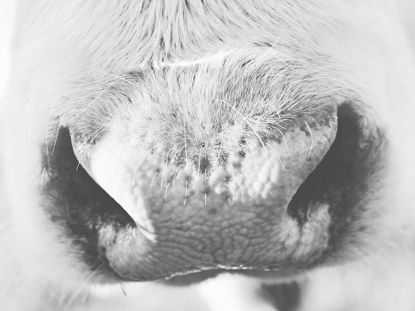 Cow Nose