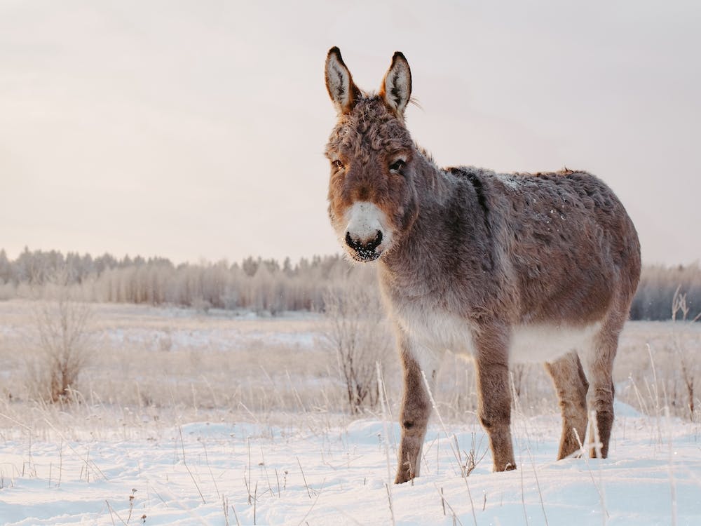 Snowy Donkey Scenery