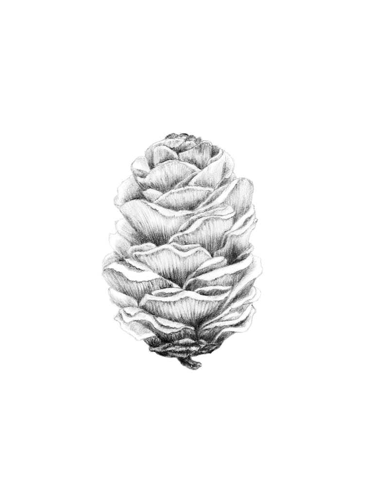 Larch cone No 87 by Aga Szafranska