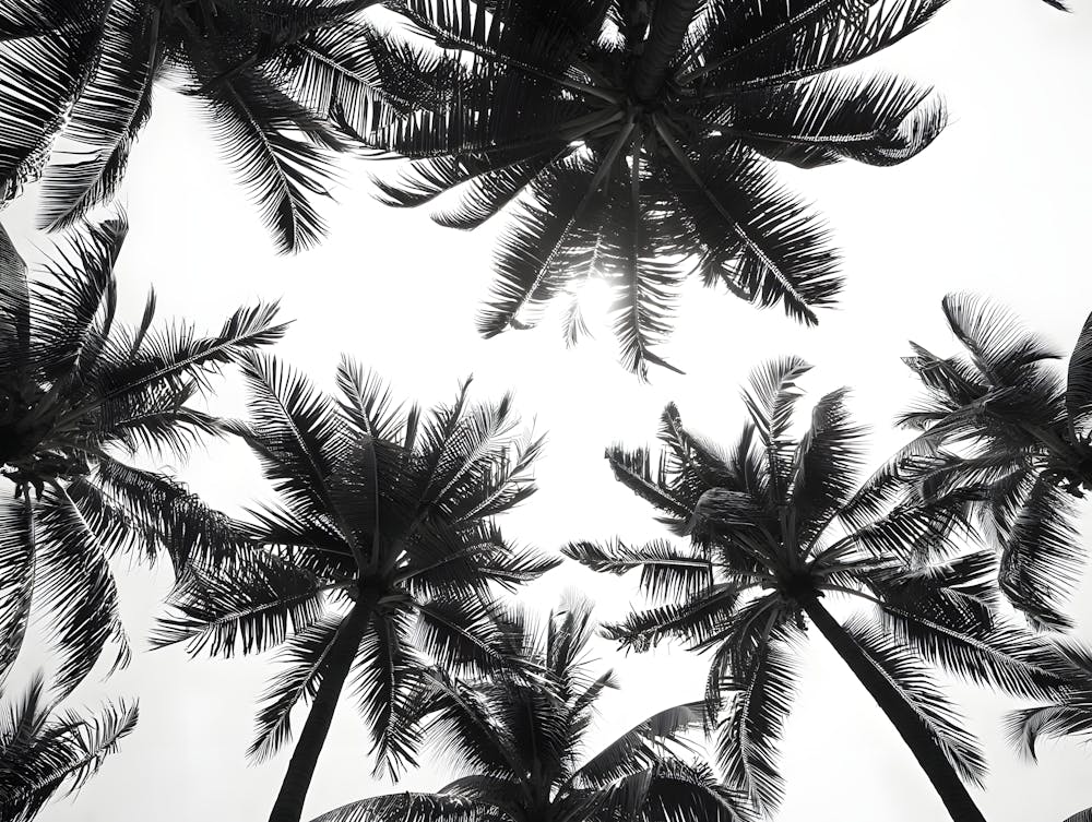 Black and White Palm Tree Silhouettes: Tropical Skyline
