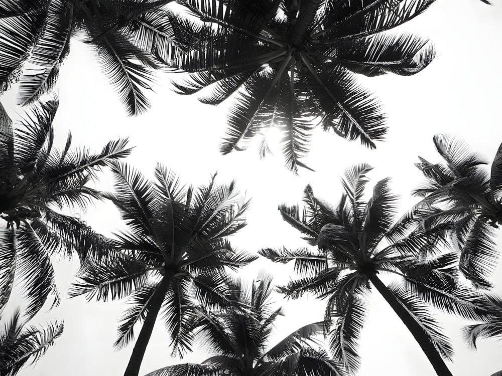 Black and White Palm Tree Silhouettes: Tropical Skyline