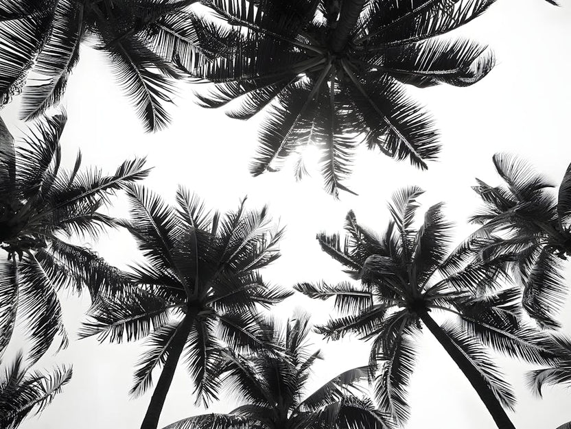 Black and White Palm Tree Silhouettes: Tropical Skyline