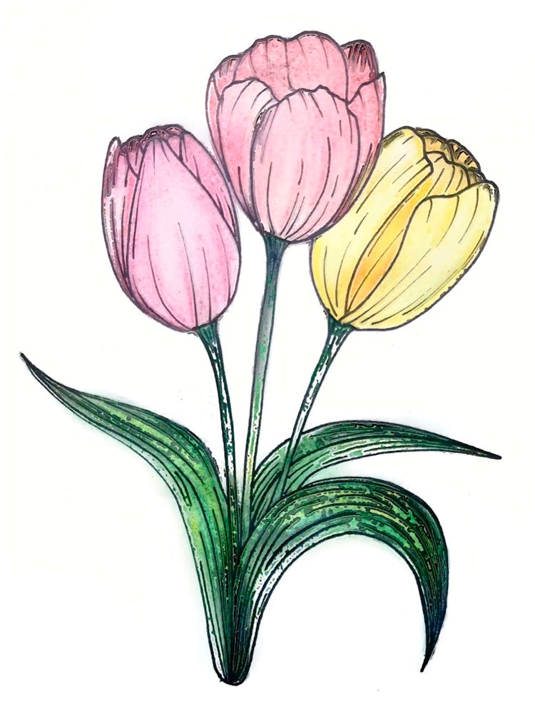 Tulips pink and yellows