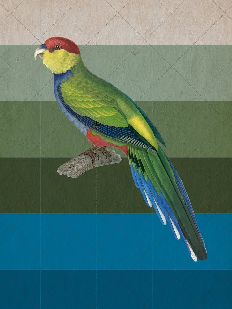 Tropical Bird