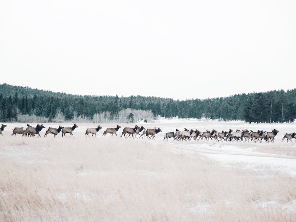 Elk Herd On Snowy Range