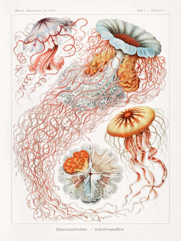 Discomedusae–Scheibenquallen, Ernst Haeckel
