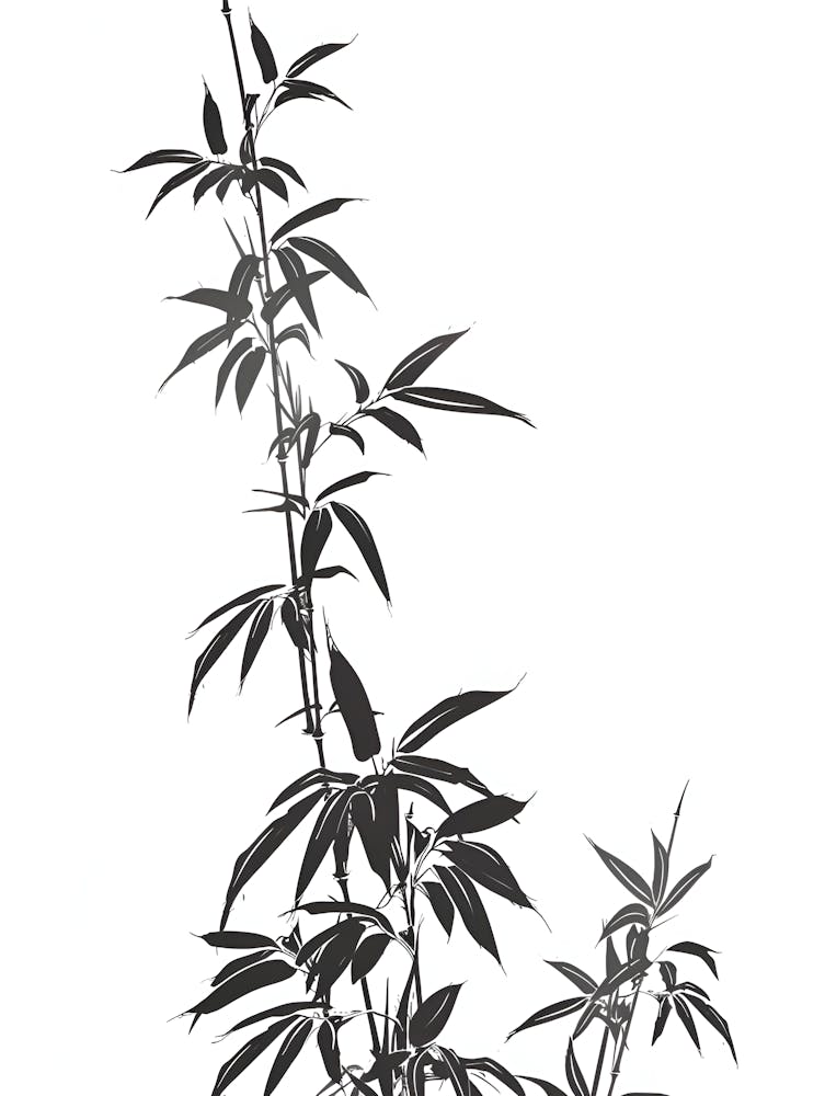 Bamboo Plant Isolated On White